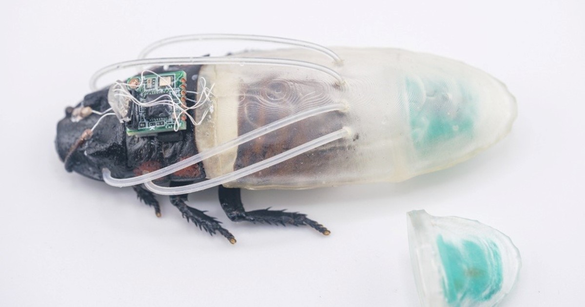 Crean un traje de buceo miniatura para cucarachas que podrán salvar vidas en catástrofes naturales: «Serán claves en misiones de rescate y en zonas de escombros inundados» Crean un traje de buceo miniatura para cucarachas que podrán salvar vidas en catástrofes naturales: «Serán claves en misiones de rescate y en zonas de escombros inundados»