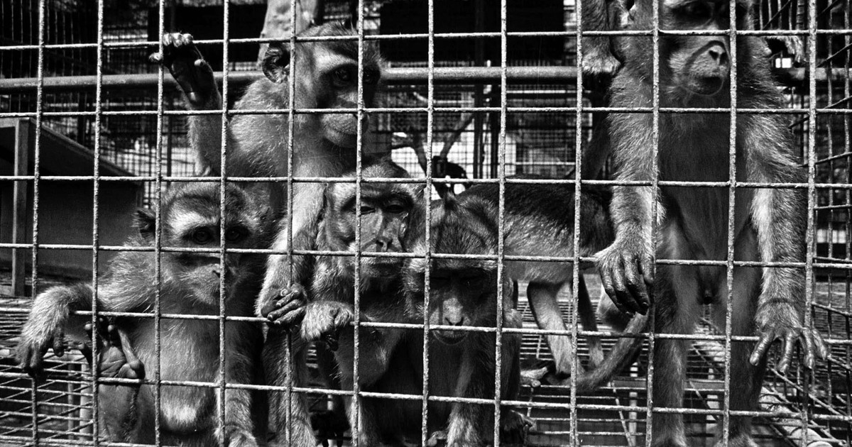 Triste realidad: hay pocos monos de laboratorio para experimentos y cobran 30.000 dólares por cada uno Triste realidad: hay pocos monos de laboratorio para experimentos y cobran 30.000 dólares por cada uno