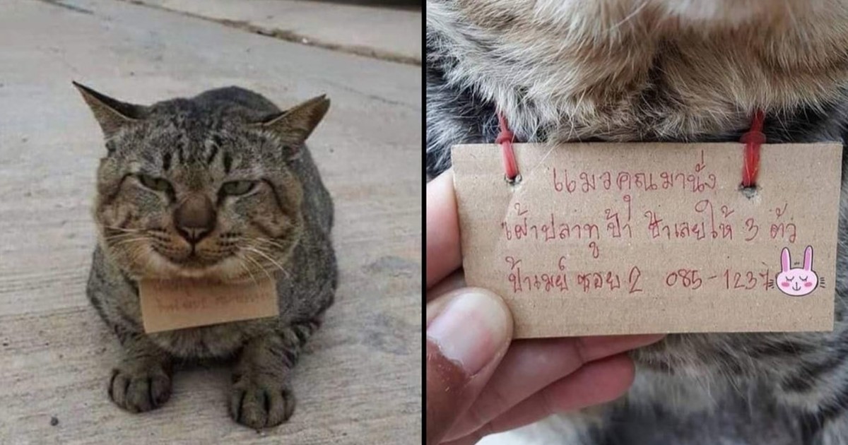 Un gato desapareció tres días y regresó a su casa con una «deuda» a cuestas Un gato desapareció tres días y regresó a su casa con una «deuda» a cuestas