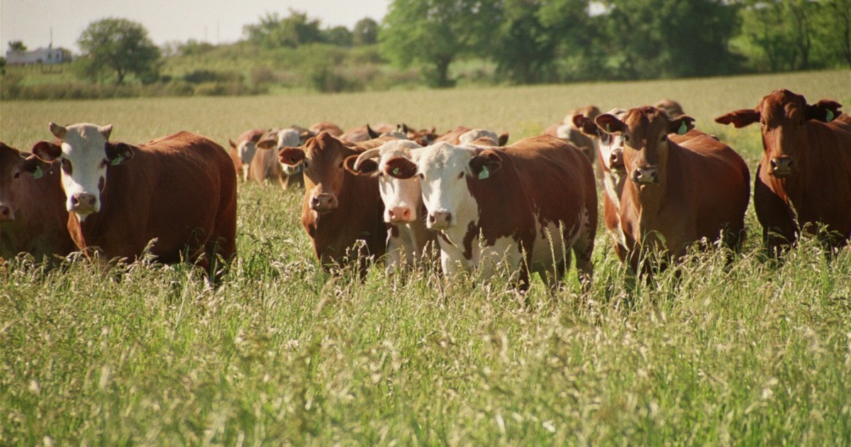 El Gobierno creó el Sistema Informático de Trazabilidad Animal para todos los eslabones de la cadena cárnica El Gobierno creó el Sistema Informático de Trazabilidad Animal para todos los eslabones de la cadena cárnica